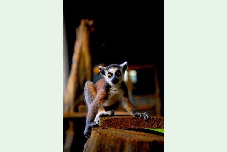 ANIMAL CAST LIBRARY				ワオレムールlingtailed lemur																																					国際希少野生動植物種(EN)