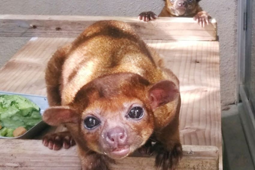 金色に輝く南米の珍獣 キンカジュー一般公開 名護市 ネオパークオキナワ 金色に輝く南米の珍獣 キンカジュー一般公開 名護市 ネオパークオキナワ