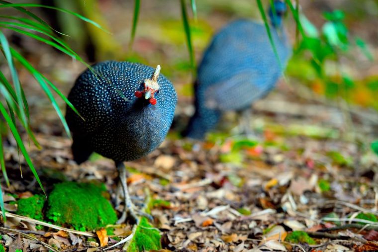カブトホロホロチョウ 名護市 ネオパークオキナワ カブトホロホロチョウ 名護市 ネオパークオキナワ