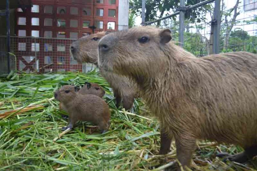 親子での んびりカピバラ赤ちゃん誕生 名護市 ネオパークオキナワ