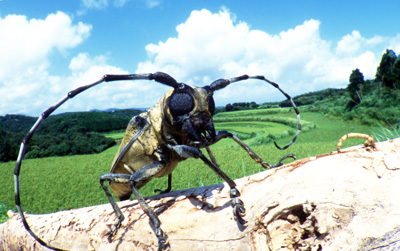 ネオパーク昆虫フェスティバル昆虫生態写真展
