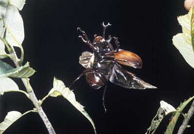 ネオパーク昆虫フェスティバル昆虫生態写真展