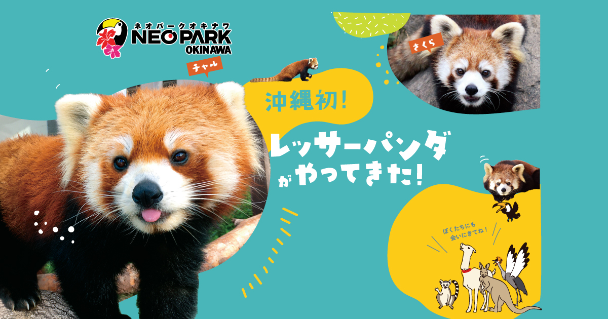 レッサーパンダがやってきた 名護市 ネオパークオキナワ