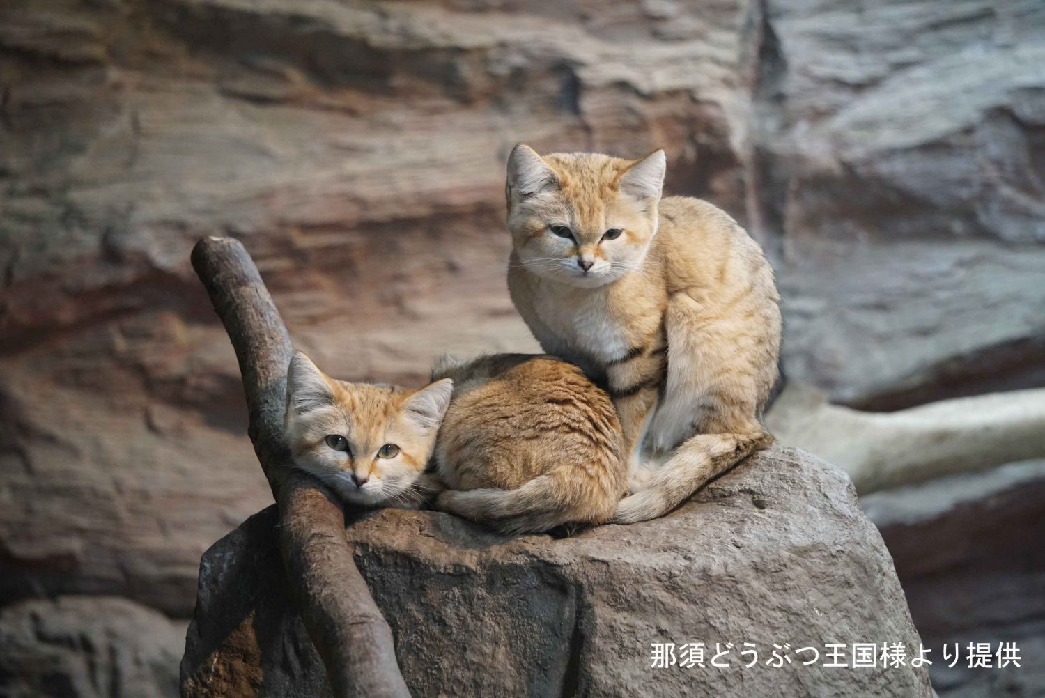 砂漠の天使 スナネコがやってくる 12 18 土 一般公開決定 名護市 ネオパークオキナワ 砂漠の天使 スナネコがやってくる 12 18 土 一般公開決定 名護市 ネオパークオキナワ