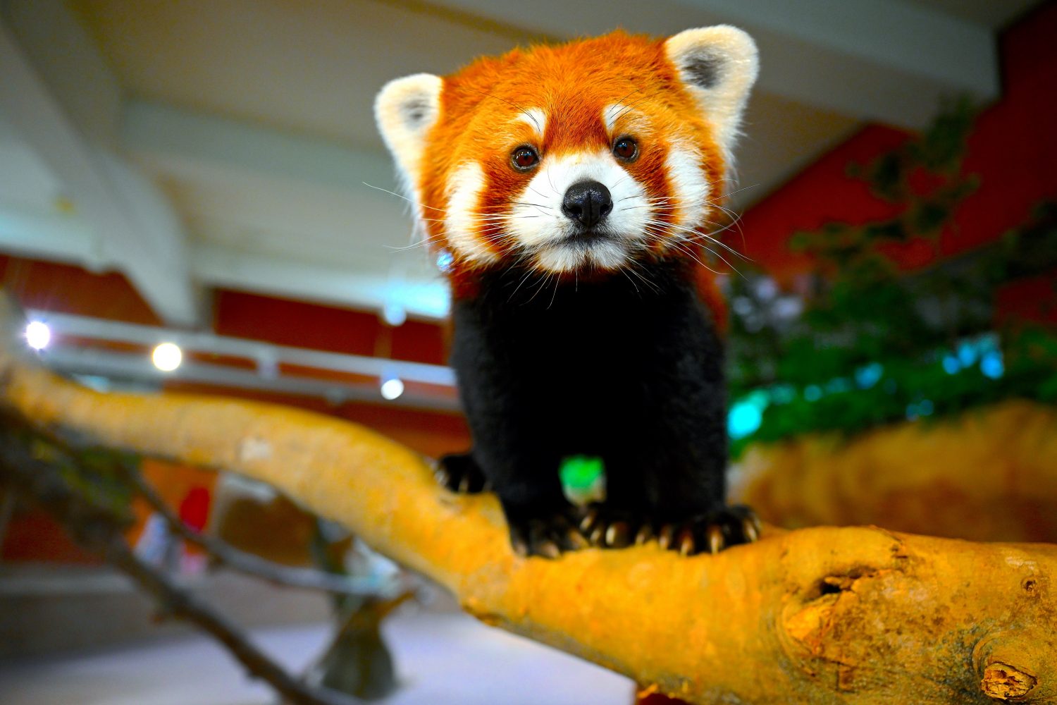 レッサーパンダ レッサーパンダ（シセン） | 名護市 ネオパークオキナワ