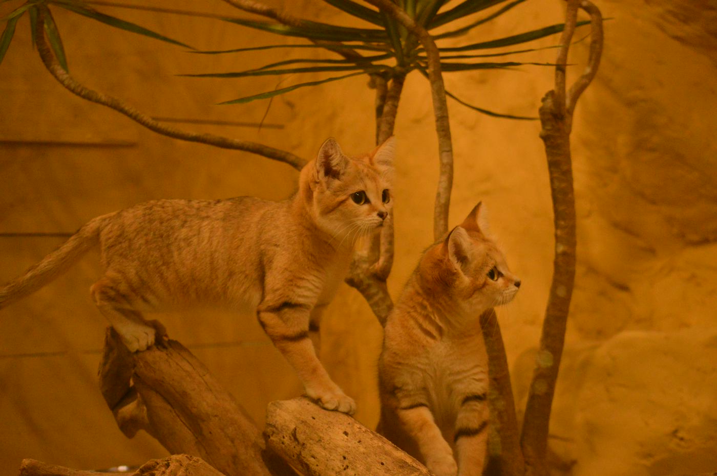 スナネコ スナネコ | 名護市 ネオパークオキナワ