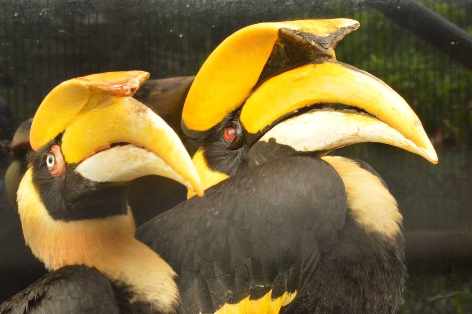 サイチョウの日イベント 3/1-※終了しました | 名護市 ネオパークオキナワ