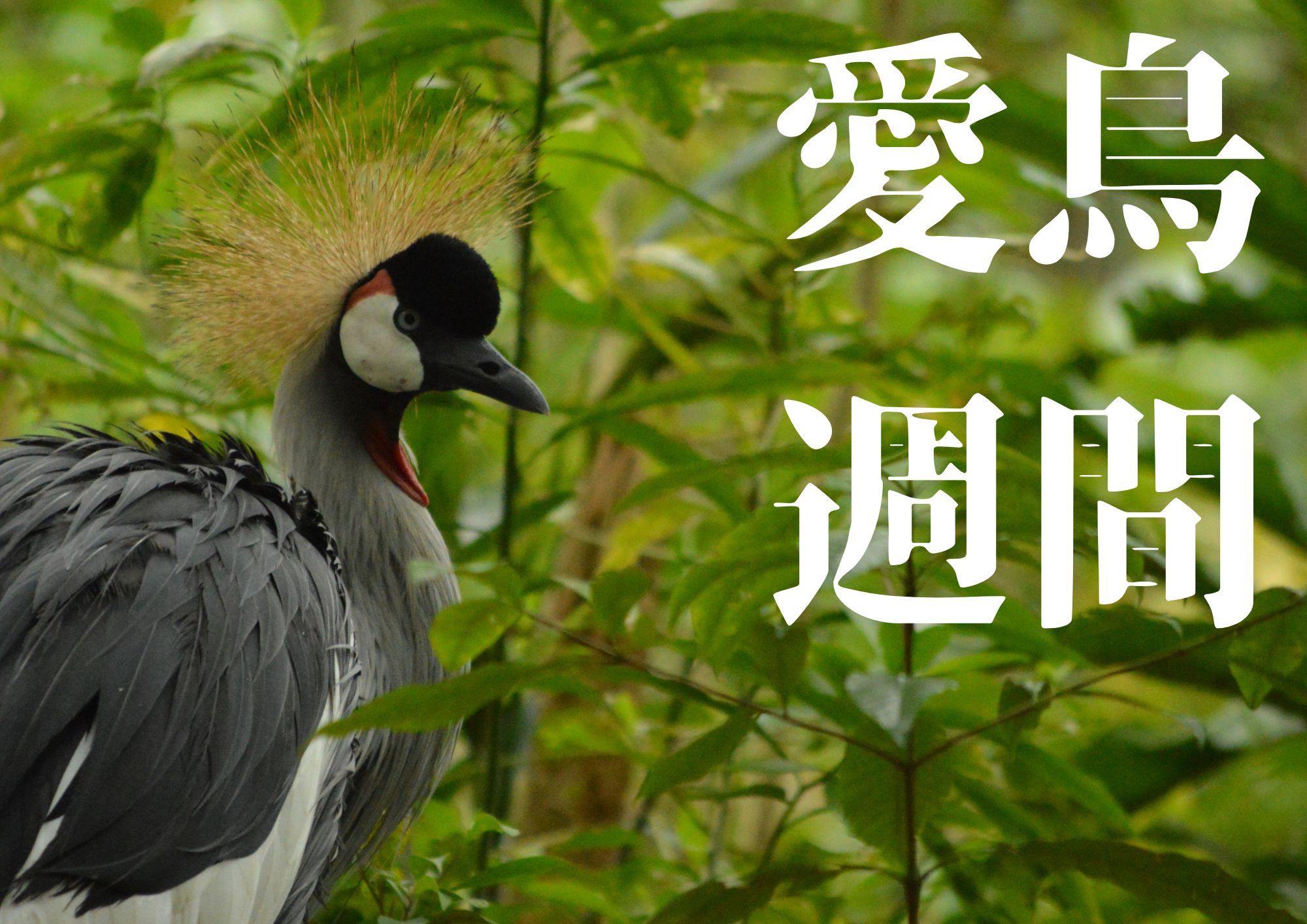 愛鳥週間2025