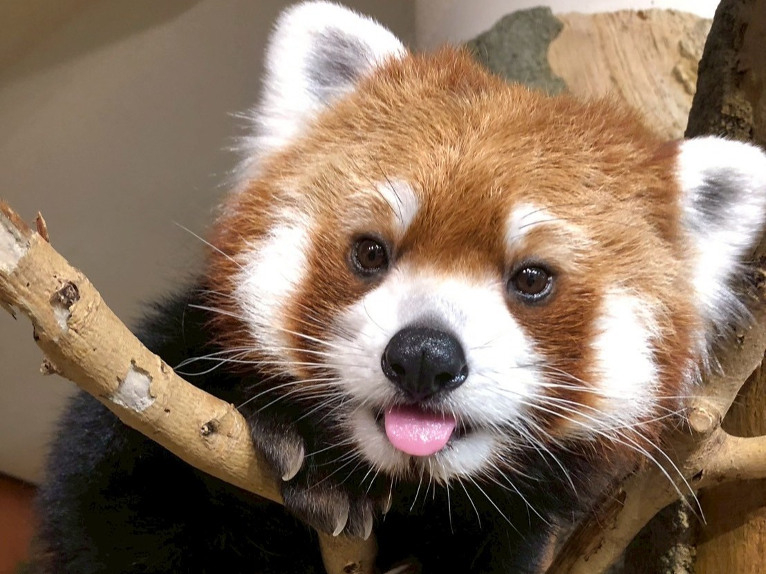 お知らせ】レッサーパンダ 「チャル」 | 名護市 ネオパークオキナワ