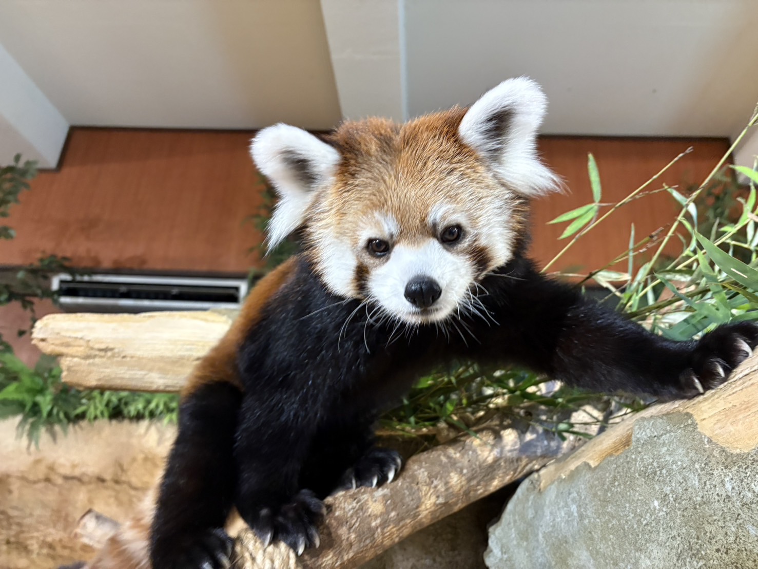 新品・タグ付き！　オコジョ　レッサーパンダ & クォッカワラビー　5点セット 国際レッサーパンダデー2025 9/20-28 ※終了しました | 名護市