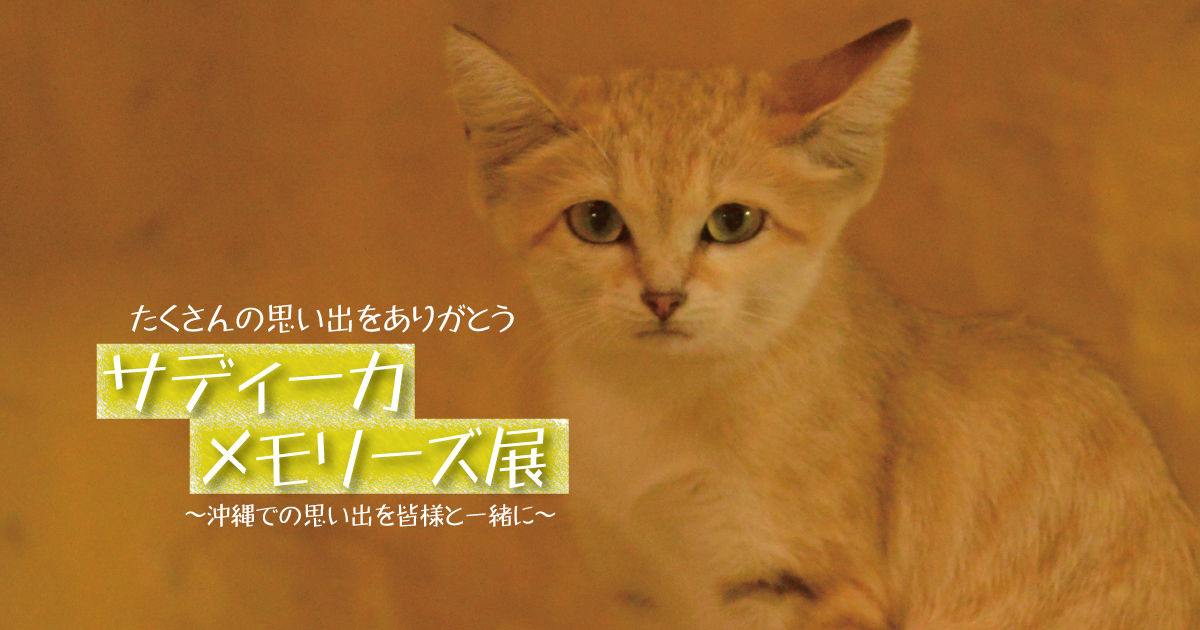 お知らせ】スナネコ「サディーカ」の移動 | 名護市 ネオパークオキナワ