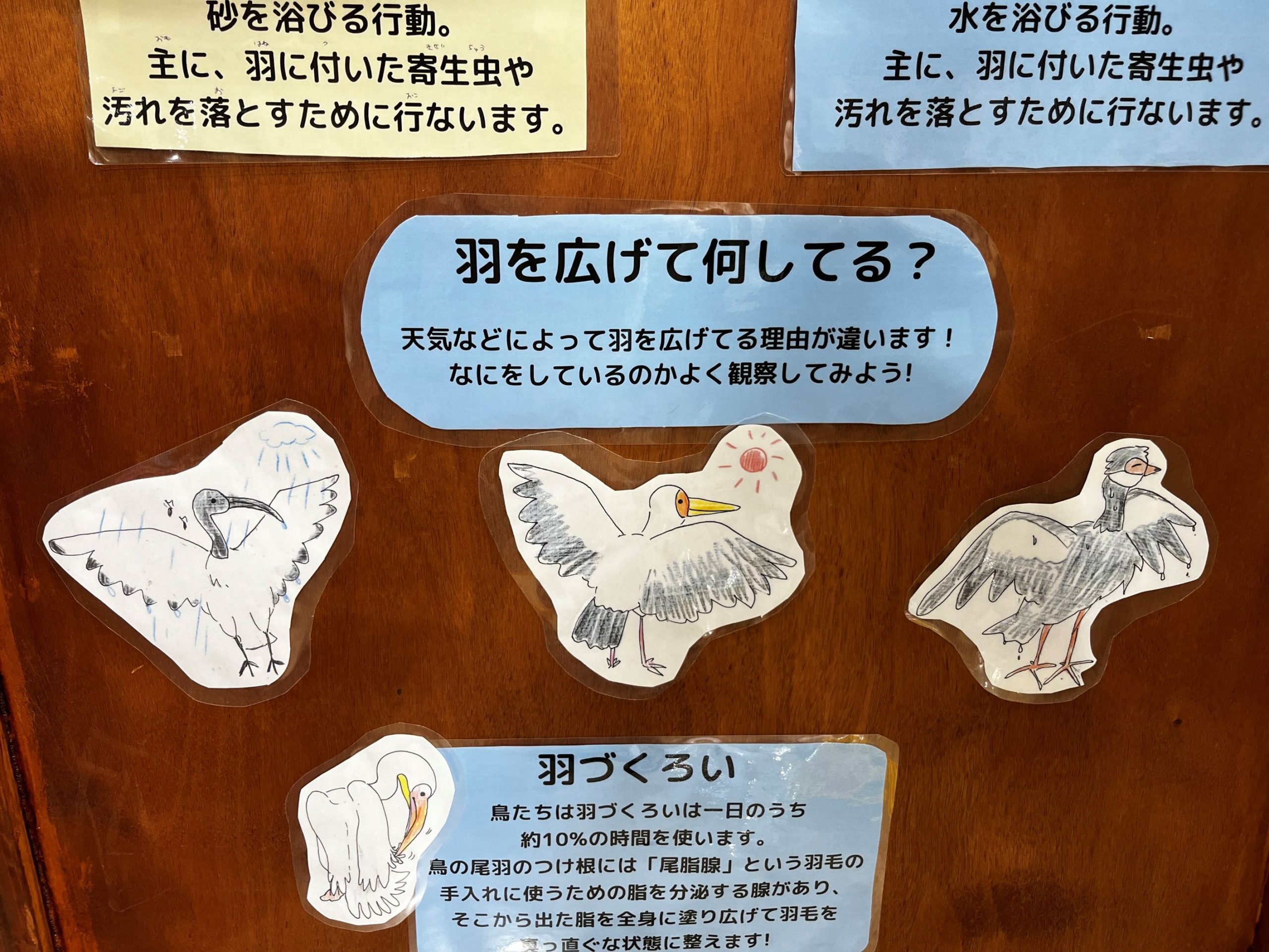 愛鳥週間2026 5/2-5/31 | 名護市 ネオパークオキナワ