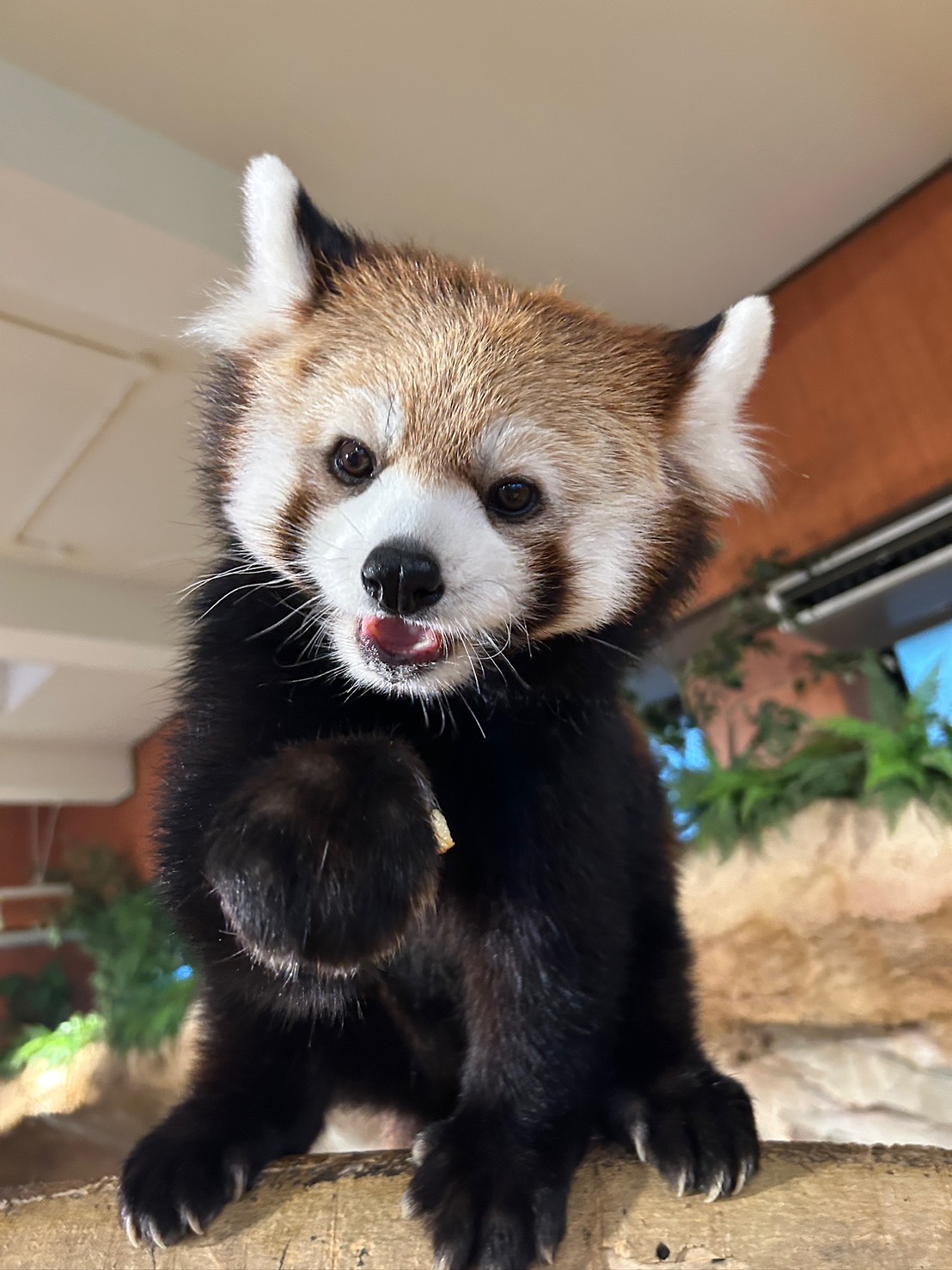 国際レッサーパンダデー2026 9/19-9/23