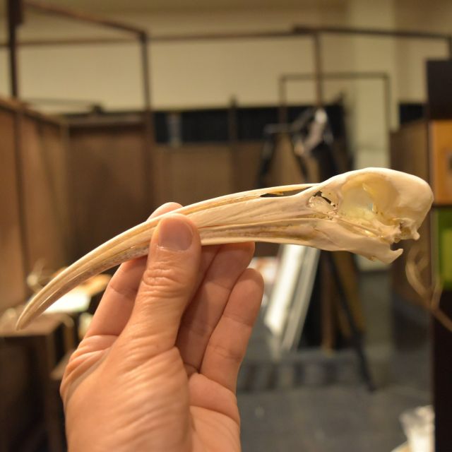 【ネオなクイズ95回目】出題
今回は開催中の企画展「ネオネオ探検隊」からまたまた出題です！これは誰の骨でしょうか？

↓ヒント
.
.
.
.
嘴～首が黒色です。翼をたたむと黒い飾り羽が目立つので別名「コシグロ○○」と呼ばれています。意外とつぶらな瞳をしている、と中のヒトは思っています😊

※答えは明日の投稿で。

#ネオパーク #ネオパークオキナワ #動物園
#沖縄 #名護 #タピックグループ
#neopark #neoparkokinawa #zoo #okinawa
#zoophotograph #動物園写真
#ネオなクイズ #インスタクイズ #ネオきせ
#ある鳥の骨 #わかるかな？#ネオネオ探検隊
