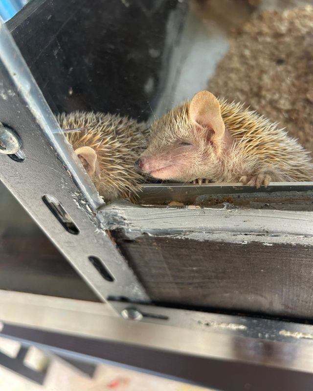 とても優しいお顔ですね！
パーラーのアイドル

————————————
気に行った動物写真を保存📸して
独自のギャラリーを作ってみましょう
————————————

#ネオパークオキナワ　#ネオパーク
#タピックグループ
#名護市　#名護観光　#名護
#沖縄　#沖縄観光　
#動物園　#zoo #동물원
#okinawa #neopark
#動物写真　#動物写真部　#동물사진
#animalphotographer

#ネオザキ　#テンレック