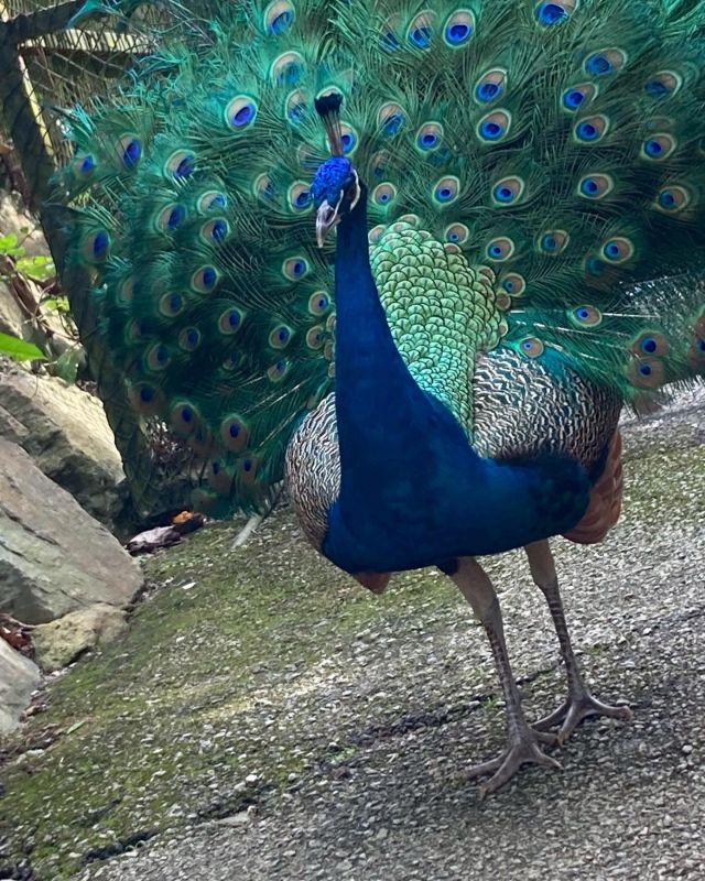 鮮やかなブルー🦚

————————————
気に行った動物写真を保存📸して
独自のギャラリーを作ってみましょう
————————————

#ネオパークオキナワ　#ネオパーク
#タピックグループ
#名護市　#名護観光　#名護
#沖縄　#沖縄観光　
#動物園　#zoo #동물원
#okinawa #neopark
#動物写真　#動物写真部　#동물사진
#animalphotographer

#ネオザキ

#くじゃく　#ブルー