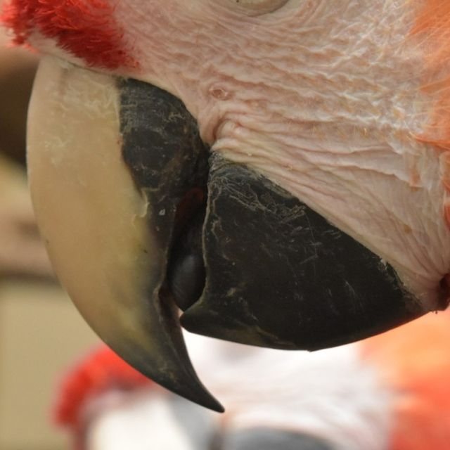 【ネオなクイズ96回目】出題
今回はこちら。どの鳥の嘴だと思いますか？

↓ヒント
.
.
.
.
羽の色、顔の色で見分けてくださいね～。

※答えは明日の投稿で。

#ネオパーク #ネオパークオキナワ #動物園
#沖縄 #名護 #タピックグループ
#neopark #neoparkokinawa #zoo #okinawa
#zoophotograph #動物園写真
#ネオなクイズ #インスタクイズ #ネオきせ
#ある鳥の嘴 #わかるかな？