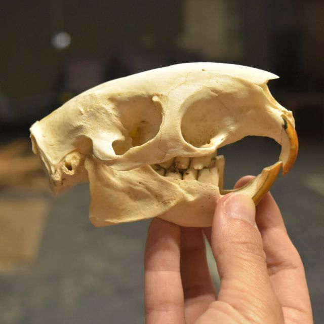【ネオなクイズ97回目】出題
今回も骨格標本から出題です！この頭骨はどの動物だと思いますか？

↓ヒント
.
.
.
.
前歯は上下2本づつで、外側の表面がオレンジ色をしています（一生伸び続けるタイプです）毛の一部が太く針状になっていて、警戒すると逆立てて後ろ向きに突進してきます。

※答えは明日の投稿で。

#ネオパーク #ネオパークオキナワ #動物園
#沖縄 #名護 #タピックグループ
#neopark #neoparkokinawa #zoo #okinawa
#zoophotograph #動物園写真
#ネオなクイズ #インスタクイズ #ネオきせ
#ある鳥の嘴 #わかるかな？