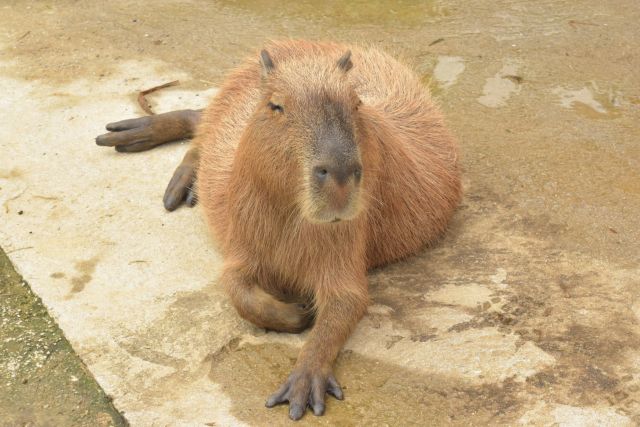 １日遅れですが、6/21の夏至にちなみげっ歯目の過去に撮った写真をお届けします！

----------------------
気に行った動物写真を保存📸して
独自のギャラリーを作ってみましょう
------------------------------------

#ネオパークオキナワ #ネオパーク #タピックグループ
#名護 #沖縄 #沖縄観光 #okinawa
#動物園 #zoo #동물원 #动物园 
#okinawa #neopark #neoparkokinawa
#動物写真 #動物写真部 
#animalphotographer #動物園写真
#ネオきせ #カピバラ #モルモット #マレーヤマアラシ