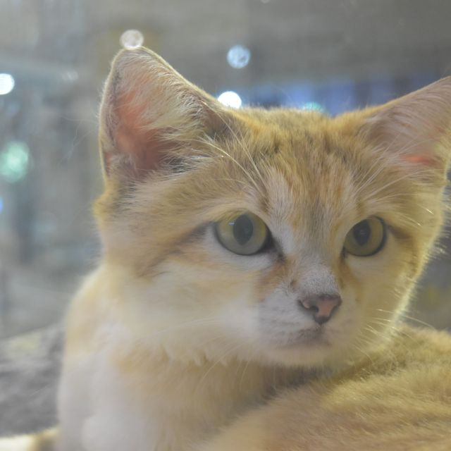 どアップ「シスイ」
夕方は小窓からよく外を眺めています。
----------------------
気に行った動物写真を保存📸して
独自のギャラリーを作ってみましょう
------------------------------------

#ネオパークオキナワ #ネオパーク #タピックグループ
#名護 #沖縄 #沖縄観光 #okinawa
#動物園 #zoo #동물원 #动物园 
#okinawa #neopark #neoparkokinawa
#動物写真 #動物写真部 
#animalphotographer #動物園写真
#ネオきせ #スナネコ